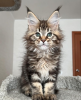 Foto №1. maine-coon-katze - zum Verkauf in der Stadt Bellinzona | 400€ | Ankündigung № 116974