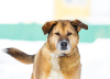 Foto №1. mischlingshund - zum Verkauf in der Stadt Москва | Frei | Ankündigung № 32394
