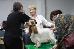 Zusätzliche Fotos: Englischer Cockerspanielwelpe