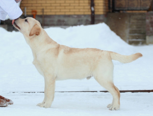 Foto №3. Labrador-Junge für Show. Russische Föderation