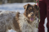 Foto №1. mischlingshund - zum Verkauf in der Stadt Москва | Frei | Ankündigung № 101800