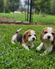 Foto №2 zu Ankündigung № 120612 zu verkaufen beagle - einkaufen Deutschland quotient 	ankündigung