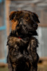 Foto №4. Ich werde verkaufen mischlingshund in der Stadt Москва. aus dem tierheim - preis - Frei