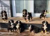 Foto №2 zu Ankündigung № 13098 zu verkaufen berner sennenhund - einkaufen Deutschland quotient 	ankündigung