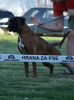 Foto №3. Deutscher Boxer, junger Hund. Serbien