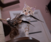 Zusätzliche Fotos: Maine Coon Katze STARKS TESSA