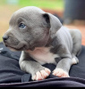 Foto №2 zu Ankündigung № 123750 zu verkaufen american pit bull terrier - einkaufen Litauen quotient 	ankündigung