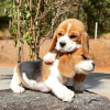 Foto №3. Beagle-Welpen gesucht. Deutschland