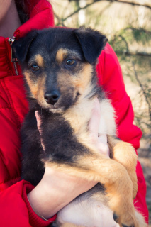 Foto №2 zu Ankündigung № 6051 zu verkaufen mischlingshund - einkaufen Ukraine quotient 	ankündigung