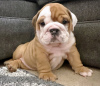 Foto №2 zu Ankündigung № 121602 zu verkaufen englische bulldogge - einkaufen Österreich quotient 	ankündigung