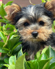 Foto №3. Wir haben vier Yorkshire Terrier Welpen zu verkaufen. Zwei Jungen und zwei. Deutschland