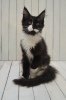 Foto №3. Maine Coon Katze mit Stammbaum. Russische Föderation