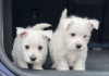 Foto №1. west highland white terrier - zum Verkauf in der Stadt Дортмунд | verhandelt | Ankündigung № 48632