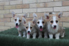 Zusätzliche Fotos: Welsh Corgi Pembroke Welpen