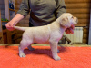 Foto №2 zu Ankündigung № 9277 zu verkaufen labrador retriever - einkaufen Russische Föderation züchter