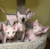 Foto №3. Stammbaum Sphynx-Männchen und Weibchen-Kätzchen. Deutschland