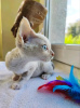 Foto №3. Kätzchen Devon Rex zu verkaufen Business WhatsApp; 37256062792. Finnland