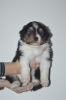 Foto №4. Ich werde verkaufen australian shepherd in der Stadt Sydney. quotient 	ankündigung - preis - Frei