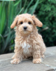 Foto №3. Maltipoo. Deutschland