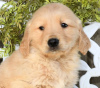 Foto №2 zu Ankündigung № 103932 zu verkaufen golden retriever - einkaufen Zypern aus dem tierheim