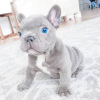 Foto №2 zu Ankündigung № 66237 zu verkaufen französische bulldogge - einkaufen Deutschland quotient 	ankündigung, züchter