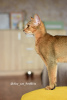 Zusätzliche Fotos: Abessinier-Kätzchenmädchen aus der Katzenzucht mit Papieren