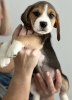 Foto №2 zu Ankündigung № 100238 zu verkaufen beagle - einkaufen USA quotient 	ankündigung