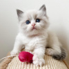 Foto №2 zu Ankündigung № 53161 zu verkaufen ragdoll-katze - einkaufen USA quotient 	ankündigung