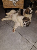 Foto №3. St. Bernard puppies for sale. Deutschland