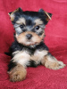 Foto №1. yorkshire terrier - zum Verkauf in der Stadt Dreiliņi | 300€ | Ankündigung № 75526