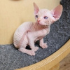 Foto №1. sphynx-katze - zum Verkauf in der Stadt Братислава | 250€ | Ankündigung № 117066