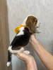 Foto №2 zu Ankündigung № 114927 zu verkaufen beagle - einkaufen Usbekistan quotient 	ankündigung