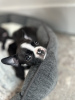 Foto №4. Ich werde verkaufen boston terrier in der Stadt Chicago. züchter - preis - 473€