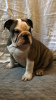 Foto №2 zu Ankündigung № 111117 zu verkaufen englische bulldogge - einkaufen USA quotient 	ankündigung