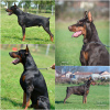 Zusätzliche Fotos: Dobermann-Welpen zu verkaufen