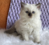 Foto №2 zu Ankündigung № 104314 zu verkaufen ragdoll-katze - einkaufen USA quotient 	ankündigung