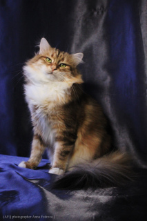 Zusätzliche Fotos: Sibirische goldene Katze