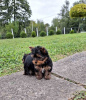 Foto №2 zu Ankündigung № 75172 zu verkaufen yorkshire terrier - einkaufen Serbien 