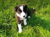 Foto №3. Entzückende Border-Collie-Welpen zur kostenlosen Adoption. Deutschland