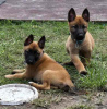 Foto №1. belgischer schäferhund - zum Verkauf in der Stadt Agios Nikolaos | Frei | Ankündigung № 124693