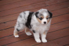 Foto №2 zu Ankündigung № 52295 zu verkaufen australian shepherd - einkaufen Deutschland züchter