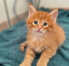 Foto №1. maine-coon-katze - zum Verkauf in der Stadt Dietikon | 400€ | Ankündigung № 116350