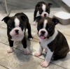 Foto №4. Ich werde verkaufen boston terrier in der Stadt North Chicago. züchter - preis - 379€