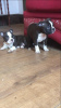 Foto №2 zu Ankündigung № 123506 zu verkaufen boston terrier - einkaufen Deutschland quotient 	ankündigung