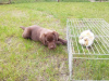Zusätzliche Fotos: Schokoladen-Labrador-Welpen, Welpen