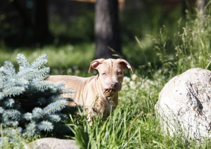 Foto №4. Ich werde verkaufen american pit bull terrier in der Stadt St. Petersburg. vom kindergarten, züchter - preis - 872€