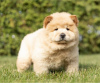 Foto №2 zu Ankündigung № 110092 zu verkaufen chow-chow - einkaufen USA 