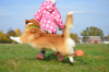 Foto №3. Wahnsinnig schön und sehr charmant! Baby Waliser Corgi Pembroke.. Ukraine