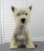 Zusätzliche Fotos: West Highland White Terrier Welpe 6 Monate alt