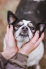 Zusätzliche Fotos: Hund Oliva sucht ein Zuhause und einen Besitzer, in guten Händen